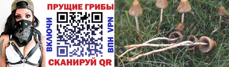 купить наркотик  Омутнинск  Псилоцибиновые грибы Psilocybe 